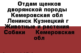 Отдам щенков дворянской породы - Кемеровская обл., Ленинск-Кузнецкий г. Животные и растения » Собаки   . Кемеровская обл.